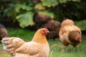 Les poules pondeuses