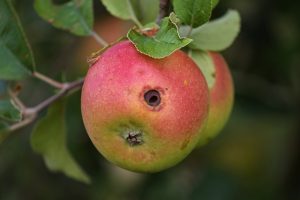 Lutter contre le ver de la pomme