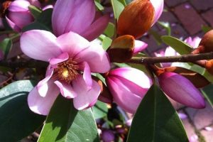 Magnolia michelia fairy blush