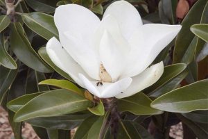 Magnolia grandiflora alta