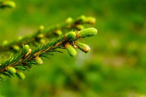 Picea glauca alberta