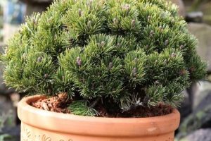 Pinus mugo picobello