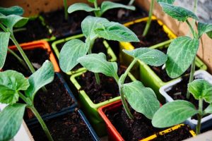 Solution pour jardiner bio