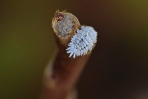 Technique pour lutter contre les cochenilles