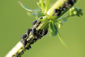 Technique pour lutter contre les pucerons