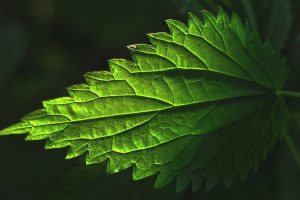 Une solution avec les purins de plantes