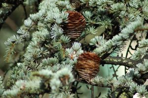 cedrus deodora feeling blue