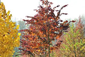 Cercis canadensis forest