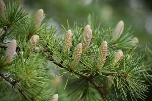 juniperus chinensis stricta