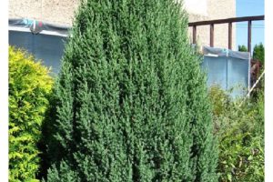 Juniperus chinensis stricta