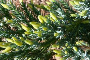 Juniperus squamata holger