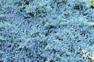 Juniperus squamata blue