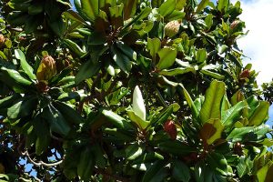 Magnolia grandiflora galissoniensis
