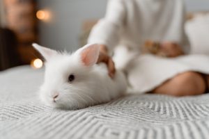conseils et astuces adopter un lapin