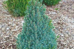 Picea glauca sander blue