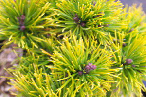 Pinus mugo ophir
