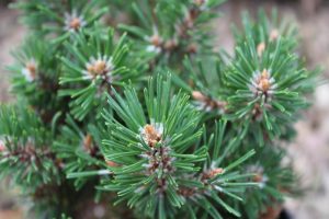 Pinus mugo humphy