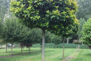 Quercus green darf